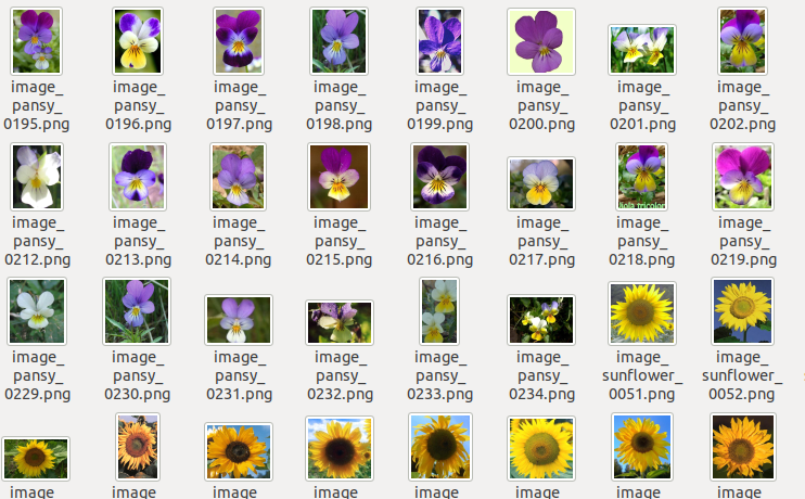 Dataset of flowers
